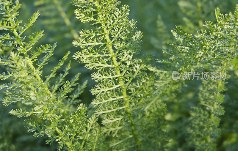 蓍草特写(Achillea millefolium)